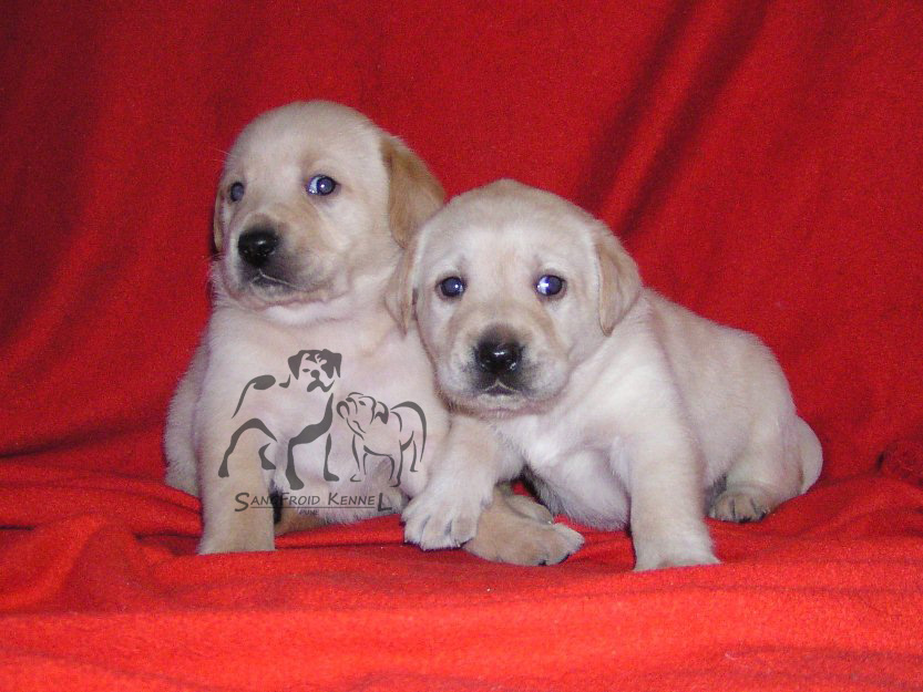 Labrador puppies from Mumbai. Breeder: Swapnil